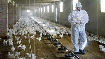 الصين تعلن اكتشاف أول إصابة بسلالة شديدة العدوى من إنفلونزا الطيور