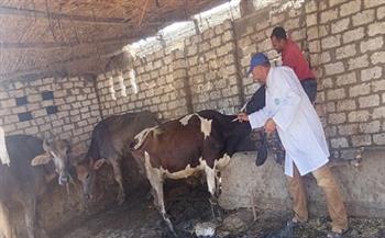 محافظ كفر الشيخ: تحصين 60 ألف رأس ماشية ضد الحمى القلاعية والوادي المتصدع