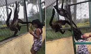 قردان يهاجمان فتاة ويمسكان بشعرها في حديقة حيوان ميكسيكية (فيديو)