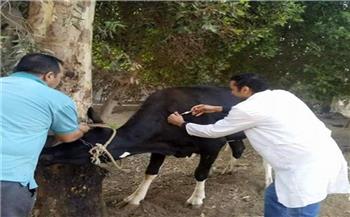 «الفلاحين»: الحملة القومية لتحصين الماشية نجحت في حصار الأمراض المتوطنة