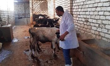 "بيطري الشرقية": تحصين 107.7 ألف رأس ماشية ضد الحمى القلاعية والوادي المتصدع