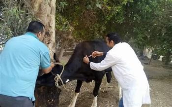 محافظ بني سويف: تحصين 27 ألفا و450 رأسا من الماشية ضد الأمراض الوبائية