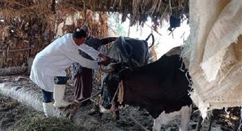 تحصين 41 ألف رأس ماشية ضد الحمى القلاعية والوادي المتصدع بالغربية
