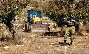 الاحتلال الإسرائيلي يقتلع ألف شجرة زيتون شرق قلقيلية