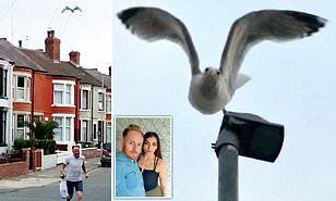 «طلعوا يجروا».. طائر نورس يهاجم أسرة في أحد شوارع بريطانيا (فيديو)