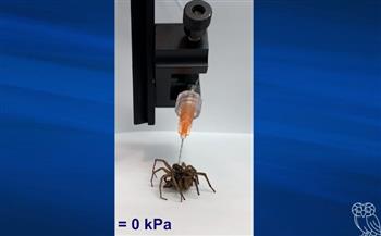 لحمل ورفع الأشياء.. علماء يحوّلون عناكب ميتة إلى مقابض ميكانيكية