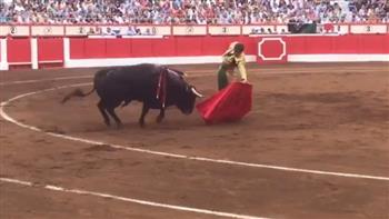 تعرّض لإصابات خطيرة.. ثور هائج يدهس مصارعًا في إسبانيا (فيديو)