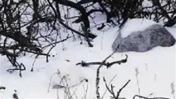في 8 ثوان فقط.. هل يمكنك العثور على الطائر المخفي وسط الثلج؟