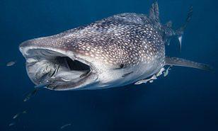مفاجأة.. أكبر سمكة قرش في العالم ليست آكلة اللحوم 