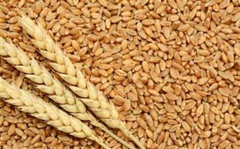 رئيس «المحلة الكبرى»: نسبة توريد القمح بلغت 100% من المستهدف بالمدينة