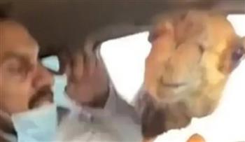 فيديو.. جمل جائع يقتحم سيارة ويصيب راكبها بنوبة هلع