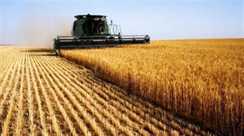 روسيا قد تجمع محصولا قياسيا من القمح