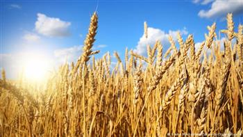 تموين دمياط: استمرارعملية توريد القمح برغم انتهاء موسم الحصاد