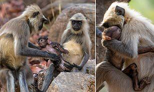 خطفت القلوب | لقطات عاطفية بين عائلة من القرود أثناء استقبال صغيرها المولود الجديد 