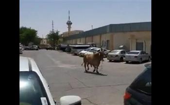 فيديو.. ثور يتجول في شوارع السعودية وينطح شخصًا بشكل مخيف