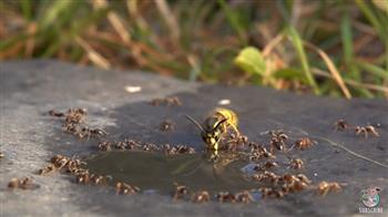 فيديو.. معركة غير متكافئة بين مجموعة نمل ودبورين تنتهي بشكل غريب