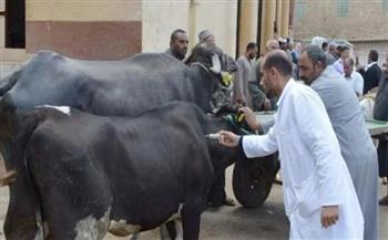 محافظ بني سويف: تحصين 39 ألفا و787 رأس ماشية ضد الأمراض الوبائية حتى الآن