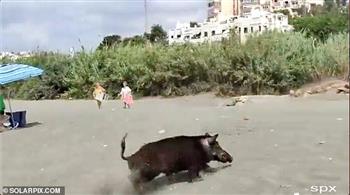 خنزير برى يخرج من البحر ويهاجم المصطافين في شاطئ سباني(فيديو)