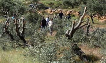 مستوطنون متطرفون يقطعون 200 شجرة زيتون فى جنوب الخليل