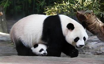 بعد إنجابها توأم للمرة الثانية.. الباندا «إرشون» وأبناؤها في حالة جيدة