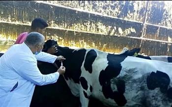 محافظ كفر الشيخ: تحصين 120 ألف رأس ماشية ضد الحمى القلاعية والوادي المتصدع