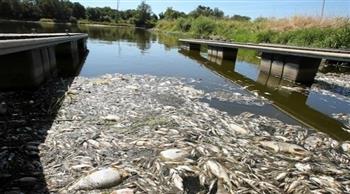 مادة سامة .. نفوق جماعي للأسماك قبالة نهر في ألمانيا وبولندا |صور