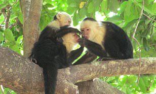 دراسة تؤكد: القرود الإناث أطول عمرًا من الذكور  