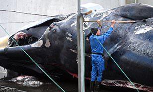 عودة ذبح الحيتان في آيسلندا بعد توقف الصيد 4 سنوات