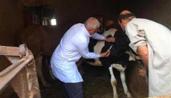 "بيطري الغربية": تحصين 165 ألف رأس ماشية ضد الحمى القلاعيّة