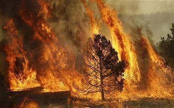 حرائق الغابات تجبر إسبانيا على إجلاء 1500 شخص