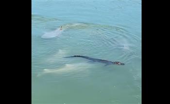 مشهد غريب.. أسماك القرش تحاصر تمساحًا وتلقّنه درسًا لن ينساه (فيديو)