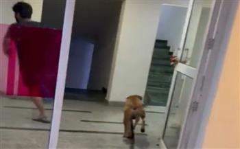 فيديو.. كلب يشغل مواقع التواصل بدعم صاحبه ذي القدم المكسورة