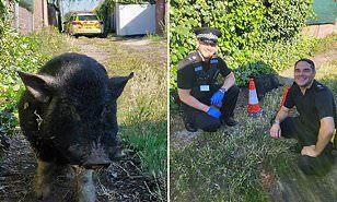 شرطة بريطانيا تلقي القبض على «خنزير جائع» لمهاجمته حدائق الجيران