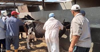 "بيطري بني سويف": تحصين 83 ألفا و385 رأس ماشية ضد الحمى القلاعية حتى الآن