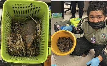اعتقال مسافر هندي بمطار بانكوك في حقيبته 17 حيوانا بريا
