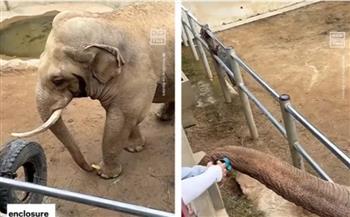 لقطات مبهرة لرد فعل فيل بعد سقوط حذاء طفل صغير داخل المكان المخصص له (فيديو)