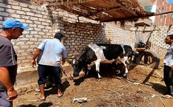 تحصين 171 ألف رأس ماشية ضد الحمى القلاعية والوادي المتصدع بالغربية