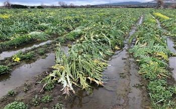 إيطاليا: سوء الأحوال الجوية كارثة بالنسبة للزراعة