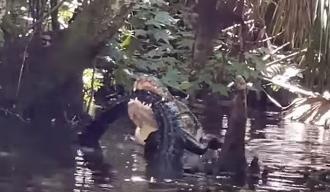 مشهد مرعب.. تمساح يلتهم آخر في مستنقعات فلوريدا  (فيديو) 