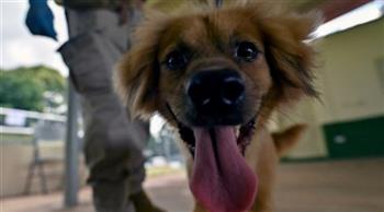 لرصد السلع الغذائية المحظورة.. مطار بنما الدولي يُعيّن كلبة ضمن فريقه