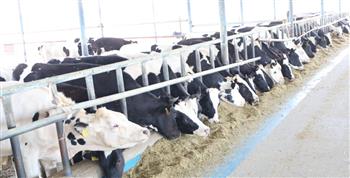 الزراعة: قوافل صندوق التأمين على الماشية تجوب قرى المنوفية   