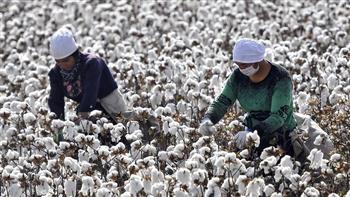 تقرير يؤكد تواصل العمل القسري في صناعة القطن التركماني