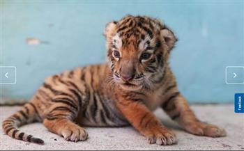 ناقص الوزن.. ولادة نمر مهدد بالانقراض في حديقة حيوان كوبية(صور)