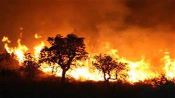 الحرائق تأتي على 10 آلاف هكتار في محمية جزائرية