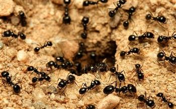 فيديو.. شاب خدع سربا من النمل بمقلب طريف يشعل مواقع التواصل
