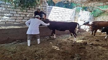 تحصين 95 ألف رأس من الماشية ضد الأمراض الوبائية ببني سويف