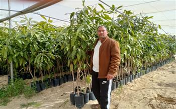 خبير زراعة: مصر السادسة عالميا في إنتاج المانجو 