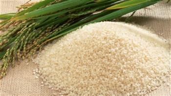 وكيل معهد بحوث المحاصيل: سعر الأرز يصل 6 آلاف جنيه للطن عند توريده للدولة