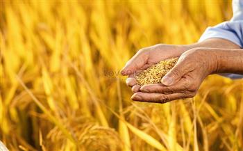 الزراعة تكشف تفاصيل توريد أرز الشعير لأول مرة لهيئة السلع التموينية