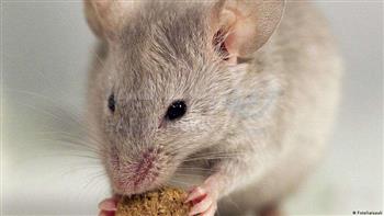 علماء يطورون جنين فأر بقلب نابض في المختبر
